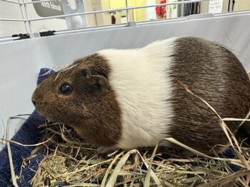 Rescue Guinea Pig Guinea Pigs for Adoption in Brewster, Massachusetts - RUBY | PetCurious